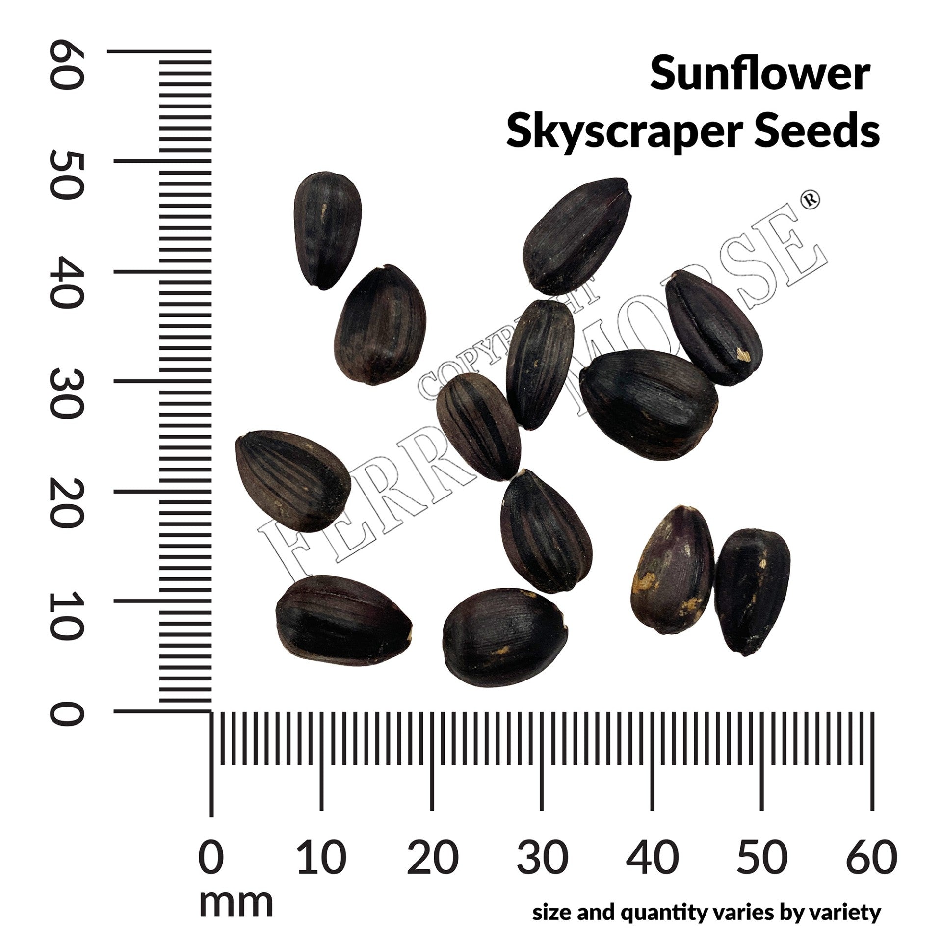 Sunflower skyscraper seed spill and measurement
